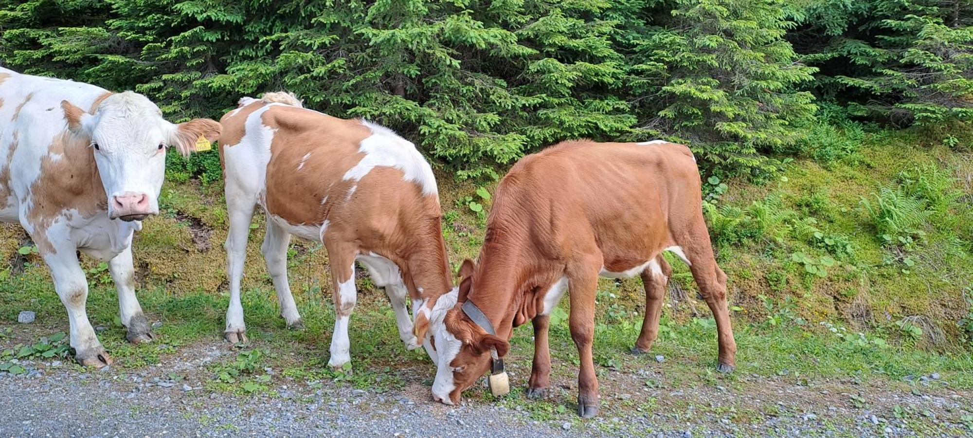 Ferienwohnung Hartlgut Bad Hofgastein Buitenkant foto